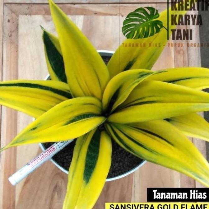 Tanaman hias sansivera gold flame - Sansivera golden flame - sansivera