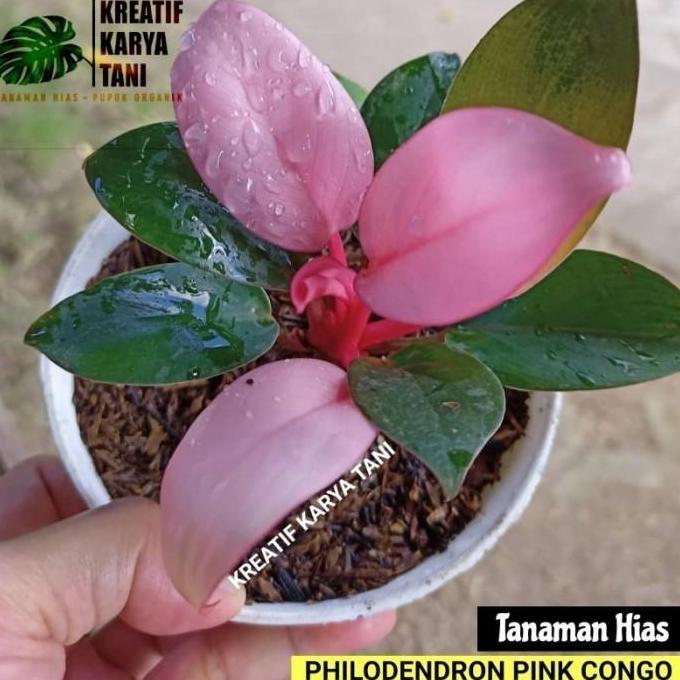 Tanaman hias philodendron pink congo - Philodendron pink congo