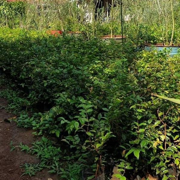 Jaboticaba Preco or Anggur Brazil Genjah Hybrid
