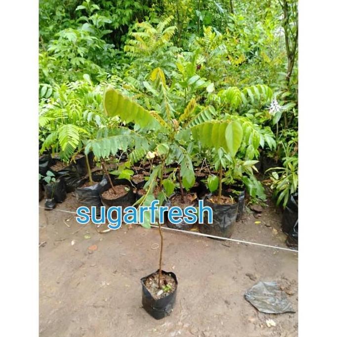 (Allthebest) Bibit belimbing wuluh - Pohon belimbing wuluh