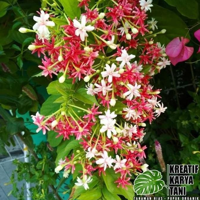 Tanaman hias bunga melati belanda - Melati belanda wangi