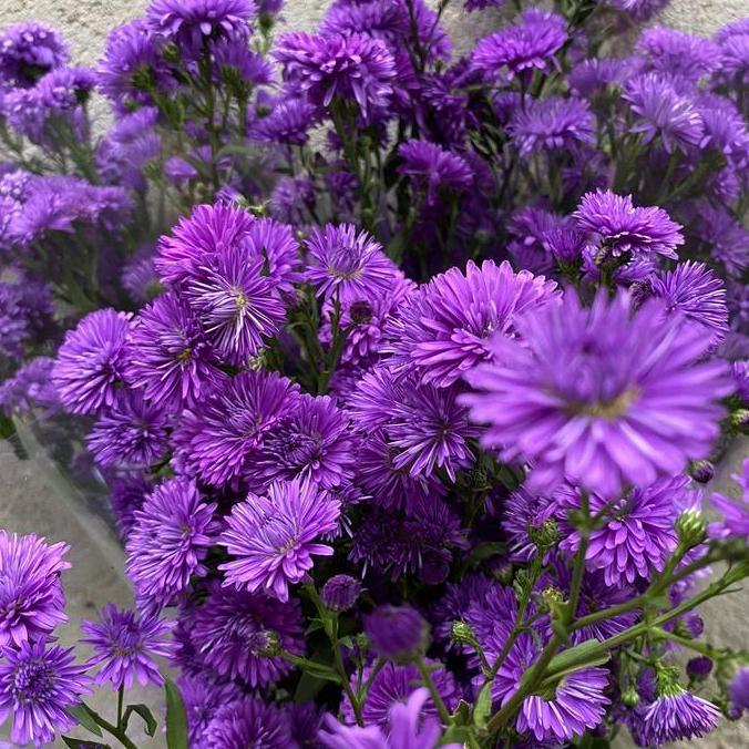 Lansungkirim- Bunga Pikok Biru Segar / Bunga Pikok Asli Fresh