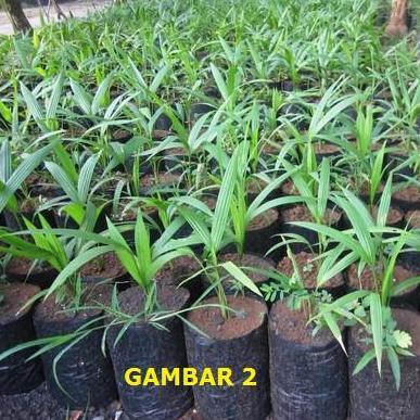 Bibit Palem Merah Pohon Palem Merah Palem Lipstik Cyrtostachys lakka