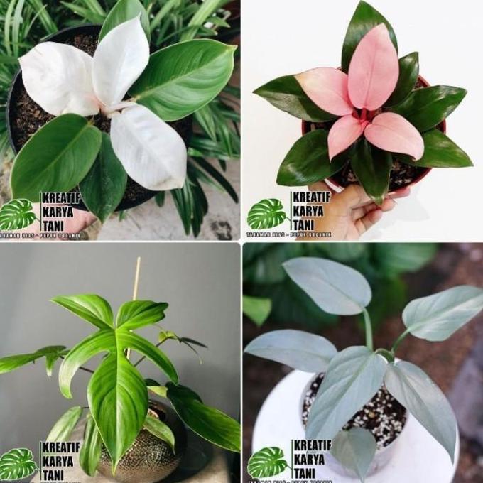 Jenis tanaman hias philodendron - Tanaman hias philodendron