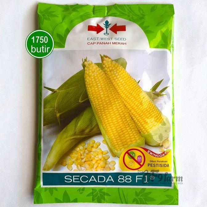 martinah22 - Benih Bibit Jagung Manis Secada 88 F1 175 Butir Panah Merah