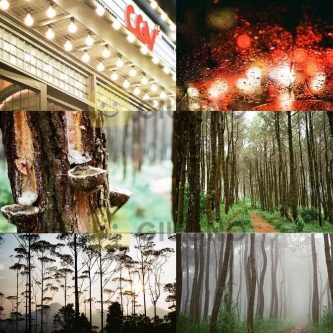 Fujifilm Fuji C200 - Roll Film 35Mm Fujicolor Terlaris