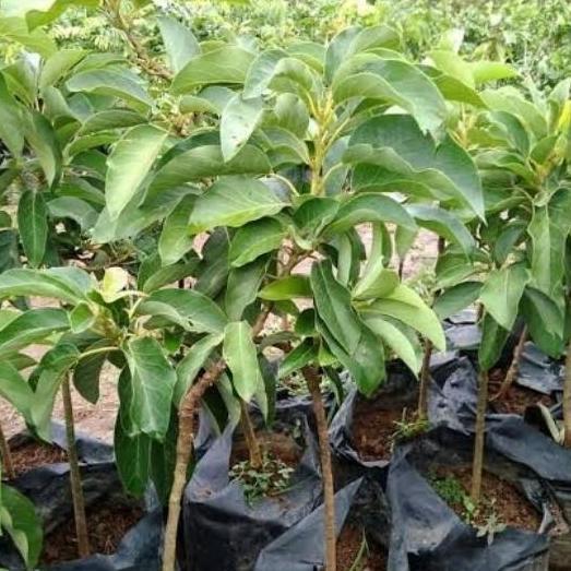 BIBIT TANAMAN BUAH ALPUKAT MENTEGA / TANAMAN BUAH ALPUKAT MENTEGA