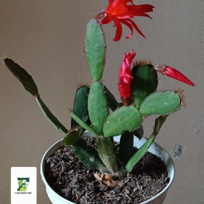 Tanaman Hias Wijaya Kusuma Bunga Merah Asli - Wijaya Kusuma kepiting