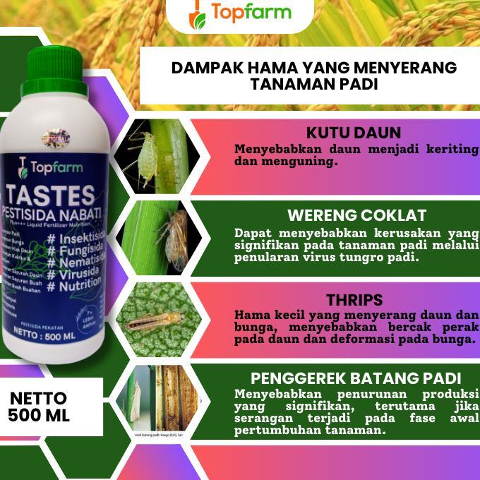 Bisa Cod Obat Pembasmi Burung Pada Padi / Obat Semprot Padi Hama Burung / Obat Padi Hama Burung Pipi