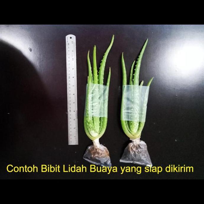 Bibit Tanaman Lidah Buaya Pontianak Kalimantan Jumbo Besar