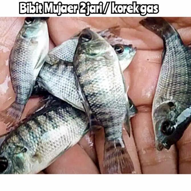 Bibit Nila hitam/ mujaer mujair korek gas