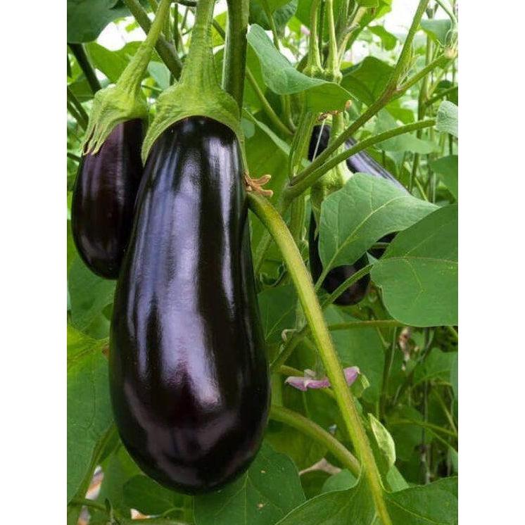 TERONG JEPANG TERONG NASUBI TERONG HITAM JEPANG NASUBI FRESH EGGPLANT LM