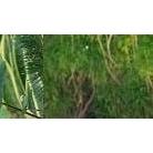 Abaya Couple Anak Dan Ibu Model Kancing Depan Busui Friendly Baju Muslim Syari Kembaran Bahan Premiu