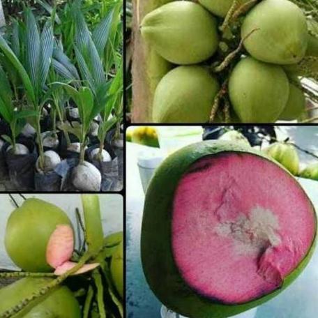 Bibit Kelapa Wulung, Kelapa Hijau Wulung, Kelapa Ijo Wulung Asli 100%