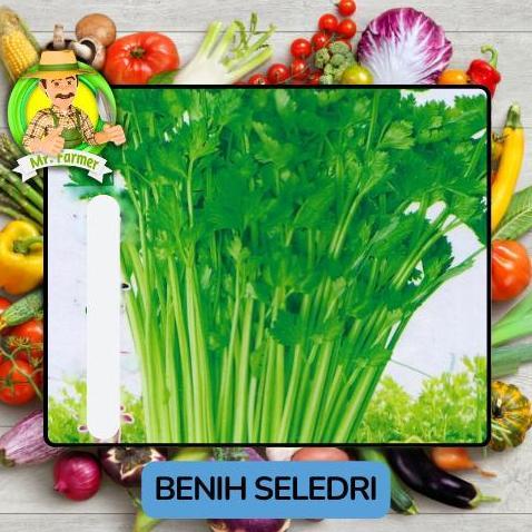 Jenis Bibit Sayuran Seledri Bibit Tanaman Sayuran
