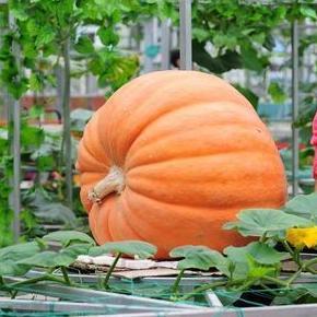 Bisa Cod Labu Raksasa Benih 5 Seed ><