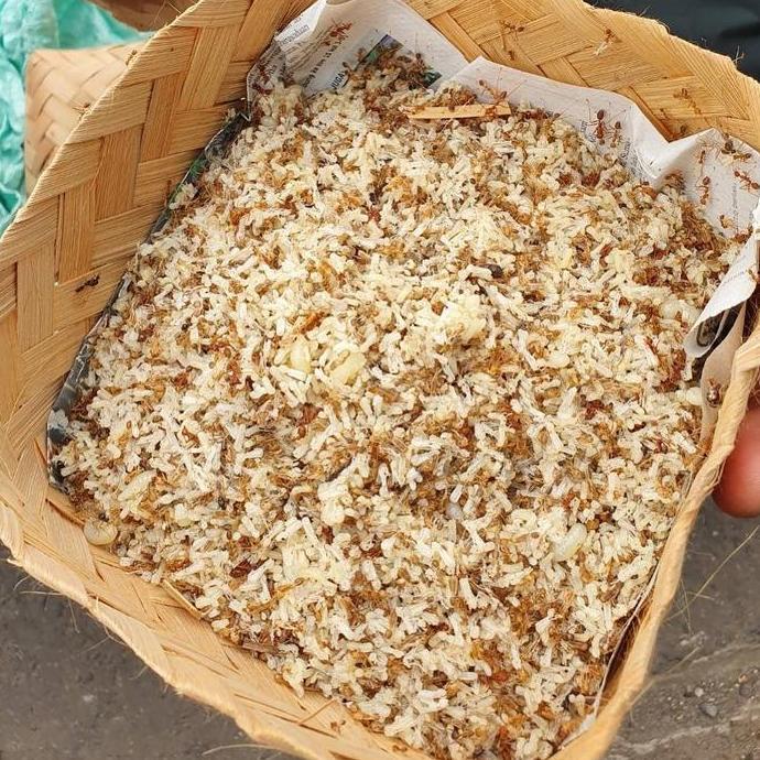 Bridwoi- Kroto Semut Rangrang Segar Pakan Burung Berkicau