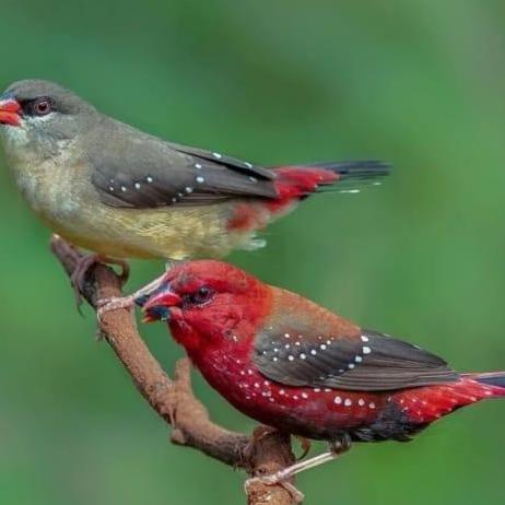 Bridwoi- Burung Strawberry Finch Sepasang Pilihan