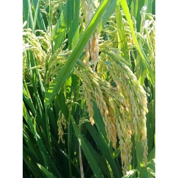 Bibit Padi Kabir 07 Benih Unggul 1 kg