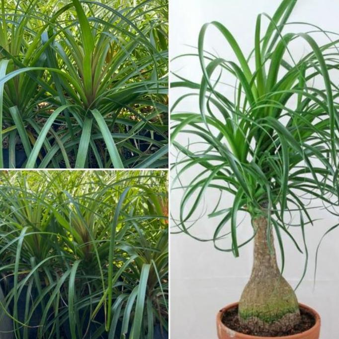 Bibit Tanaman Nolina / Ponytail Palm / Palem Kuncir Kuda