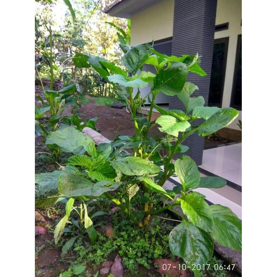 bibit benih bayam petik bayam peyek bayam kakap jumbo