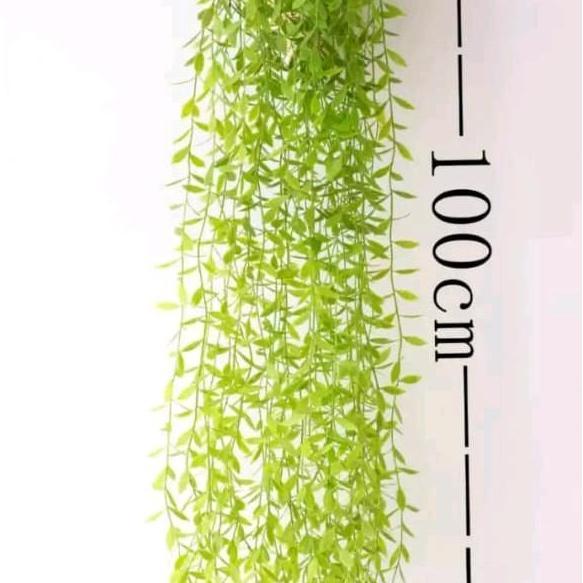 Flowpick- Grosir Bunga Jakarta 12Pcs 1 Satu Lusin Daun Plastik Rotan  Hoya Costa Juntai Lee Kwan Yew