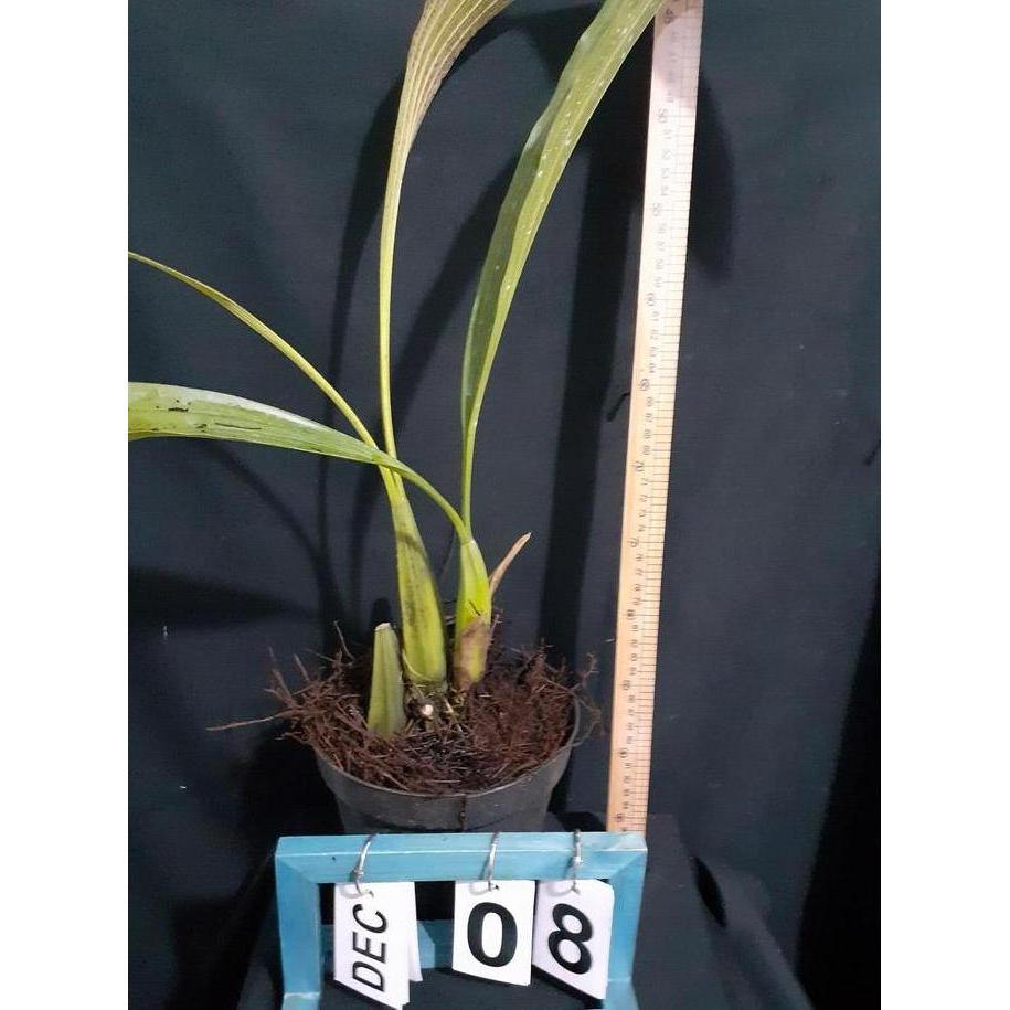 Flowpick- [ Dewasa ] Coelogyne Asperata Anggrek Mutiara Eksotis Dari Kalimantan, Siap Berbunga