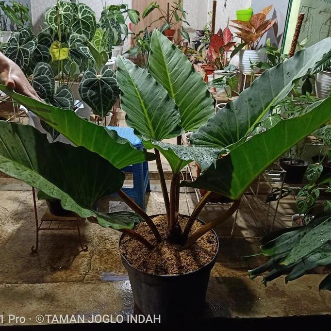 Terlaris Tanaman Hias Philodendron Melodi Indukan Daun Jumbo Promo