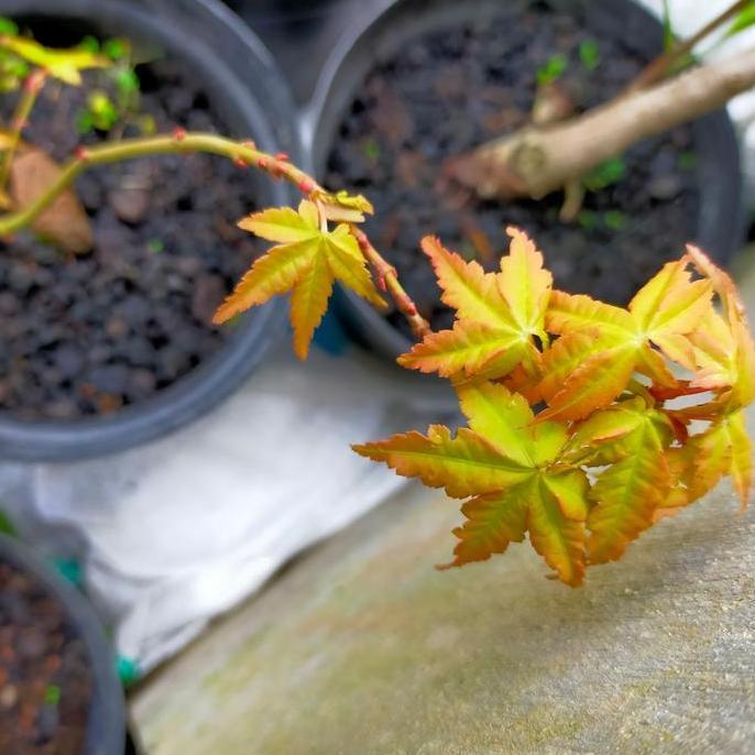 Terlaris Pohon Golden Maple Japanese/ Japanese Golden Maple