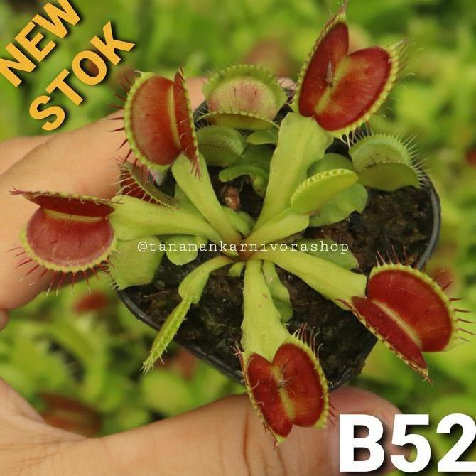 Terlaris Venus Flytrap B52 Tanaman Karnivora (Tanaman Hias) Carnivor