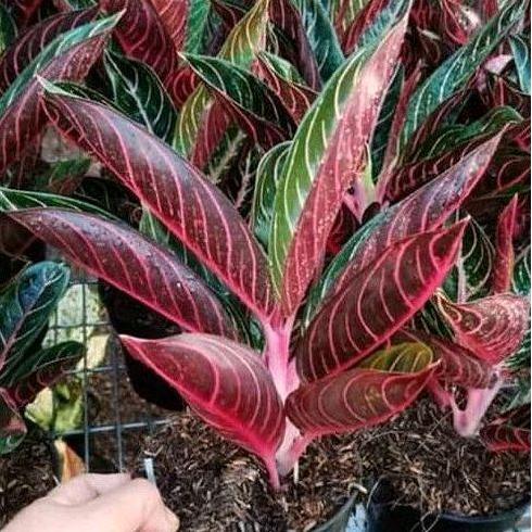Terlaris Aglonema Red Sumatra | Aglonema Ruby Pink  | Aglonema Snow White | Aglonema Venus | Aglonem