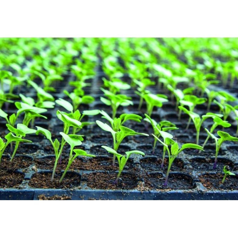 Bisa Cod Tray Semai Tebal 50,72,105,128,200 Lubang_Pot Semai_Pot Tray ><