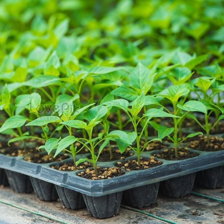 Bisa Cod Tray Semai 32,50,72,105,128,200 Lubang_Pot Tray_Pot Semai ><