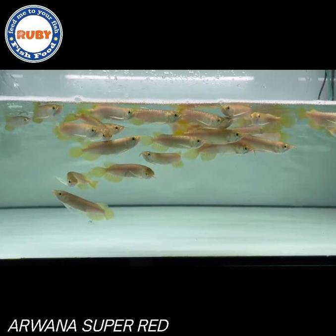 ARWANA SUPER RED / BABY SUPER RED / ARWANA SUPER RED SIZE KECIL