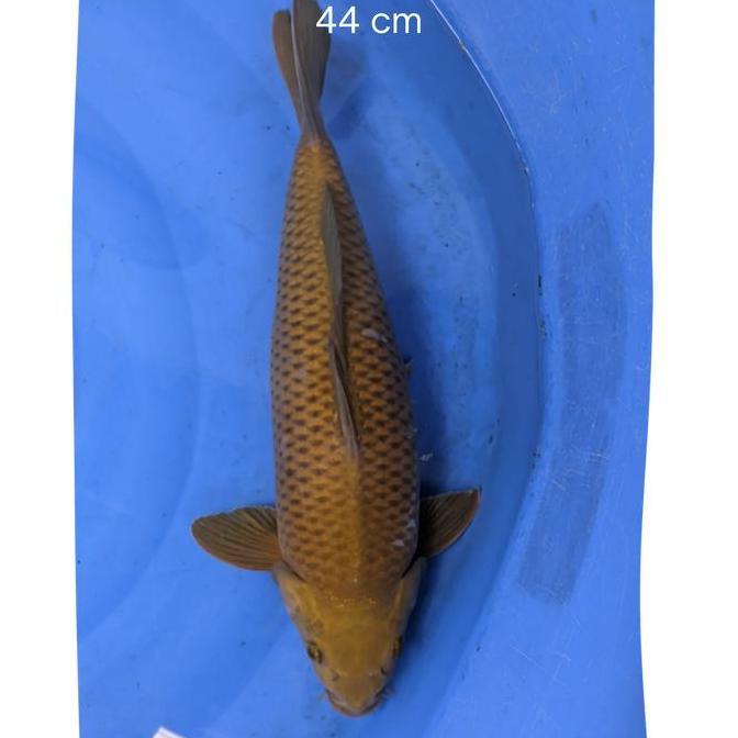 ikan koi Blitar / cemani farm / chagoi 003 (TERBAIK) (TERBARU) (TERMURAH)