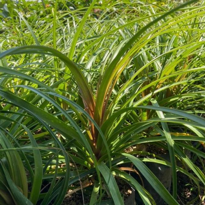 Bibit Tanaman Nolina / Ponytail Palm / Palem Kuncir Kuda