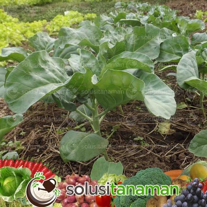 Benih Sayuran Kailan Kale @20gr - Biji Bibit Sayur Tanaman Hidroponik