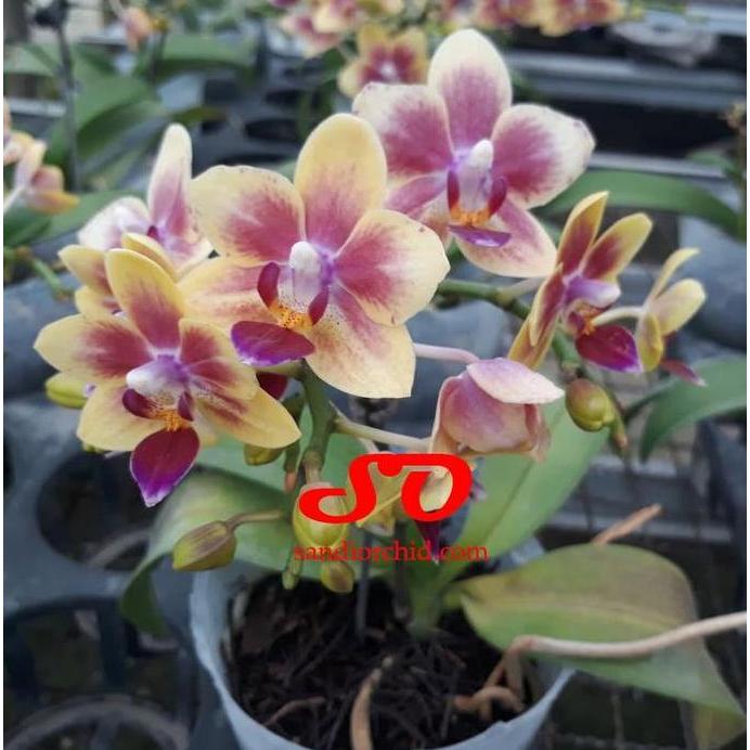 Anggrek Bulan Mini Kuning Tua Spark Merah