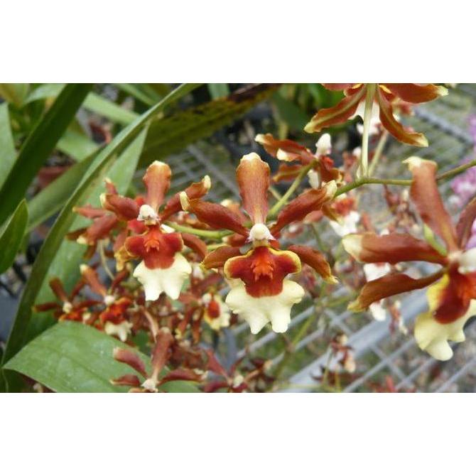 ( SPIKE / Berbunga) Oncidium Kilauea "Volcano Queen"