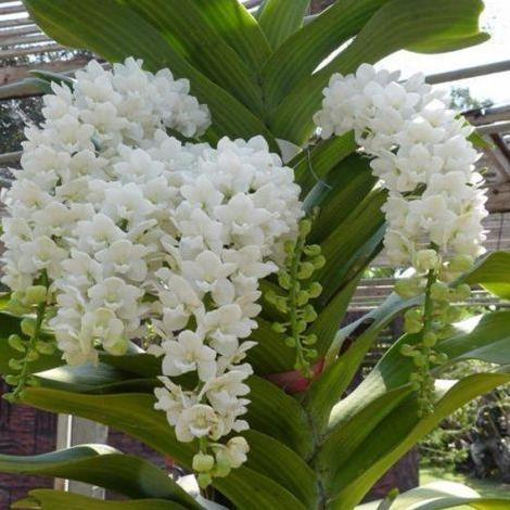 Rhynchostylis Gigantea White DEWASA
