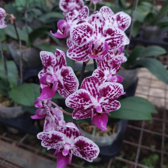 Anggrek Bulan Mini Putih Bintik Merah