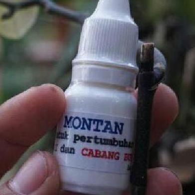 Montan : Kunci Rahasia Regenerasi dan Perbanyakan Anggrek Alami