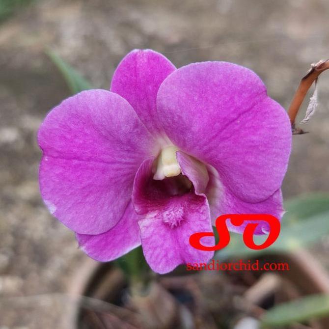 Dendrobium Mini Salaya Candy DEWASA