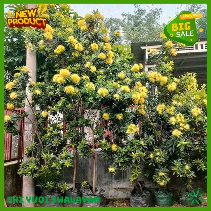 100 BIJI BUNGA SANTOS LEMON TUA DI POHON BIJI BENIH TANAMAN BUNGA KUALITAS BERKELAS 