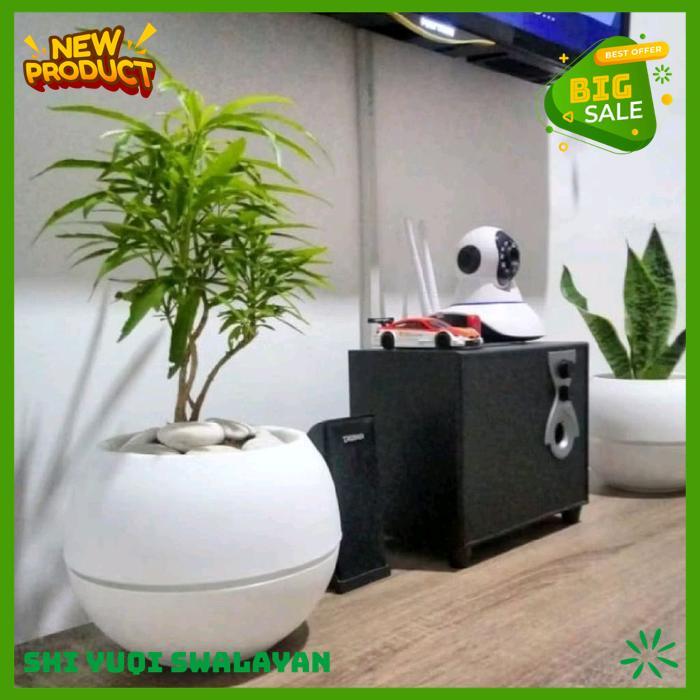 TANAMAN HIAS BUNGA ZODIA TANAMAN BIJI BENIH TANAMAN BUNGA KUALITAS BERKELAS 