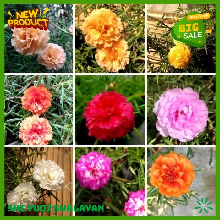 100 BIJI BUNGA KROKOT MAWAR TUMPUK BERANEKA WARNA BIJI BENIH TANAMAN BUNGA BAHAN BERKUALITAS TINGGI 