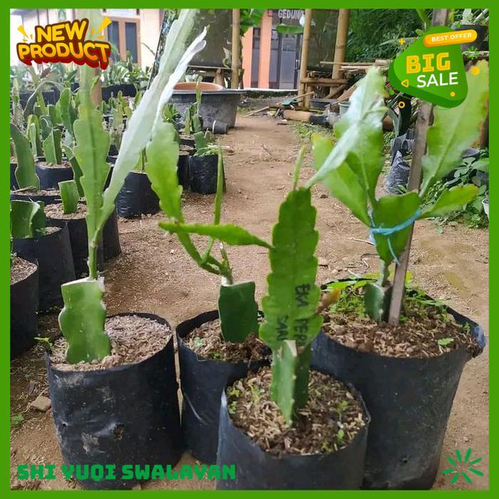 BUNGA HIAS BUNGA WIJAYA KUSUMA TANAMAN HIAS BUNGA BIJI BENIH TANAMAN BUNGA BEST QUALITY 