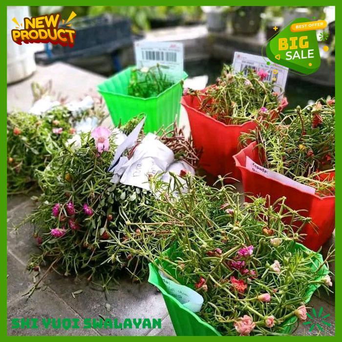 30CUTTING STEK BATANG BUNGA KROKOT BUNGA TUMPUK BERANEKA BIJI BENIH TANAMAN BATANG HIGHT CLASS 