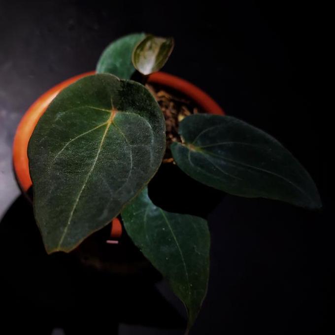 Anthurium Forgetii Redd spider Original murah
