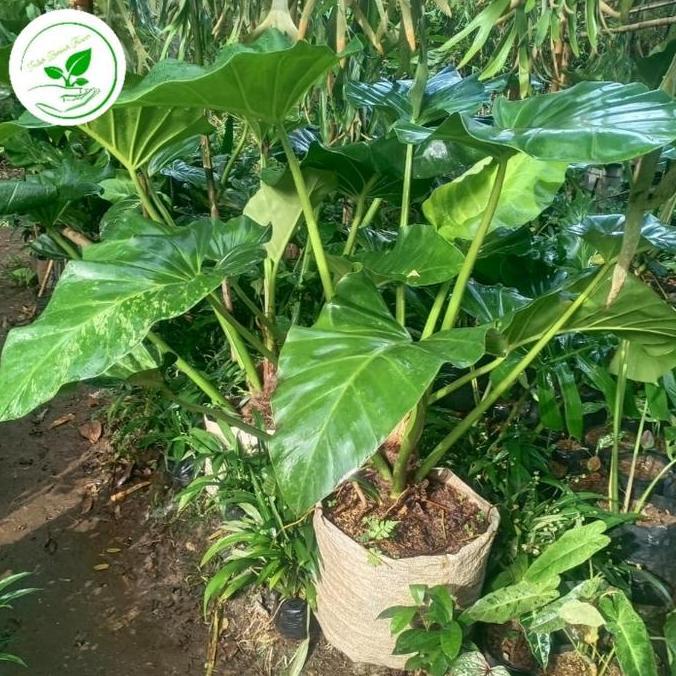 philo marble ukuran besar murah